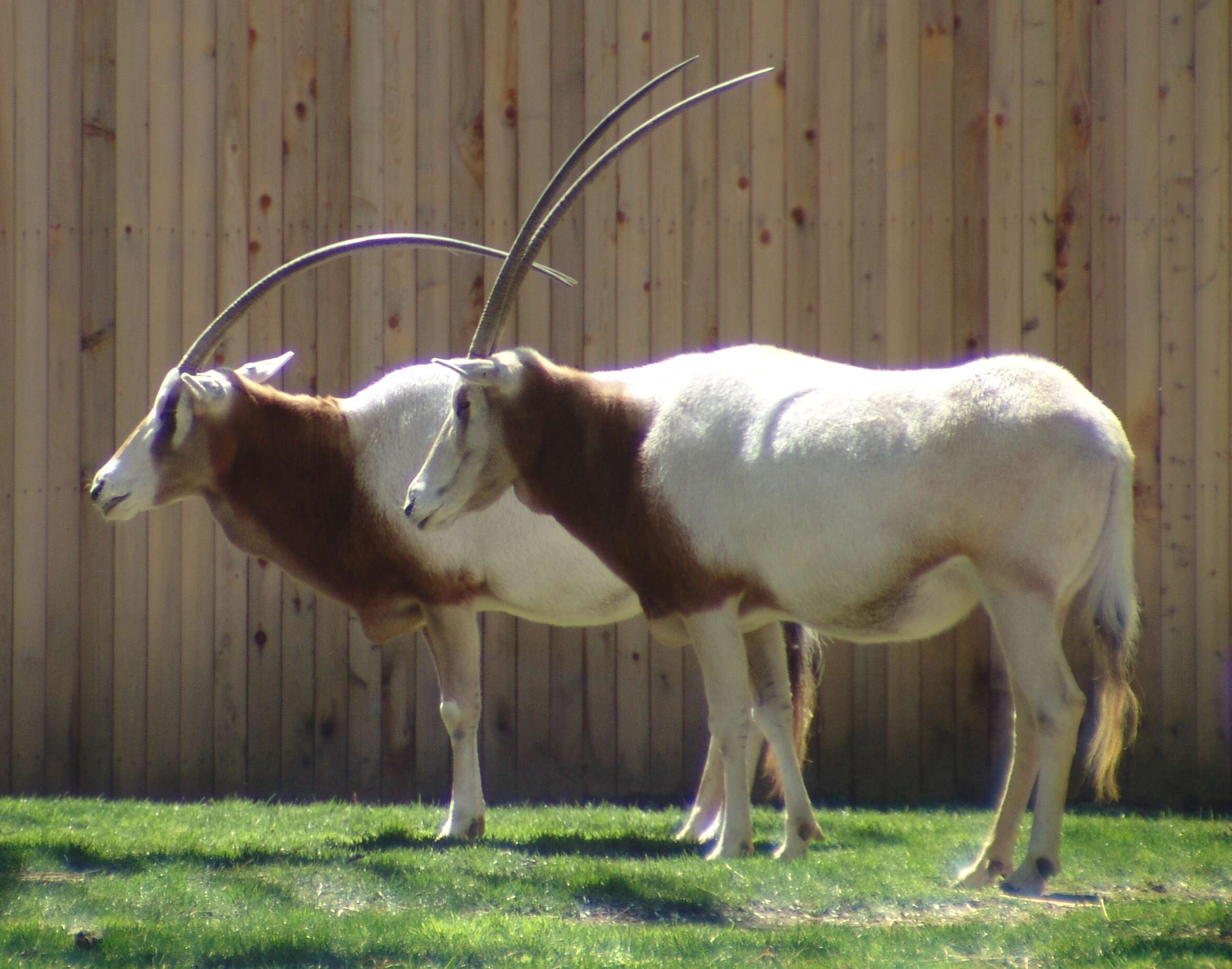 Image of Scimitar-horned Oryx