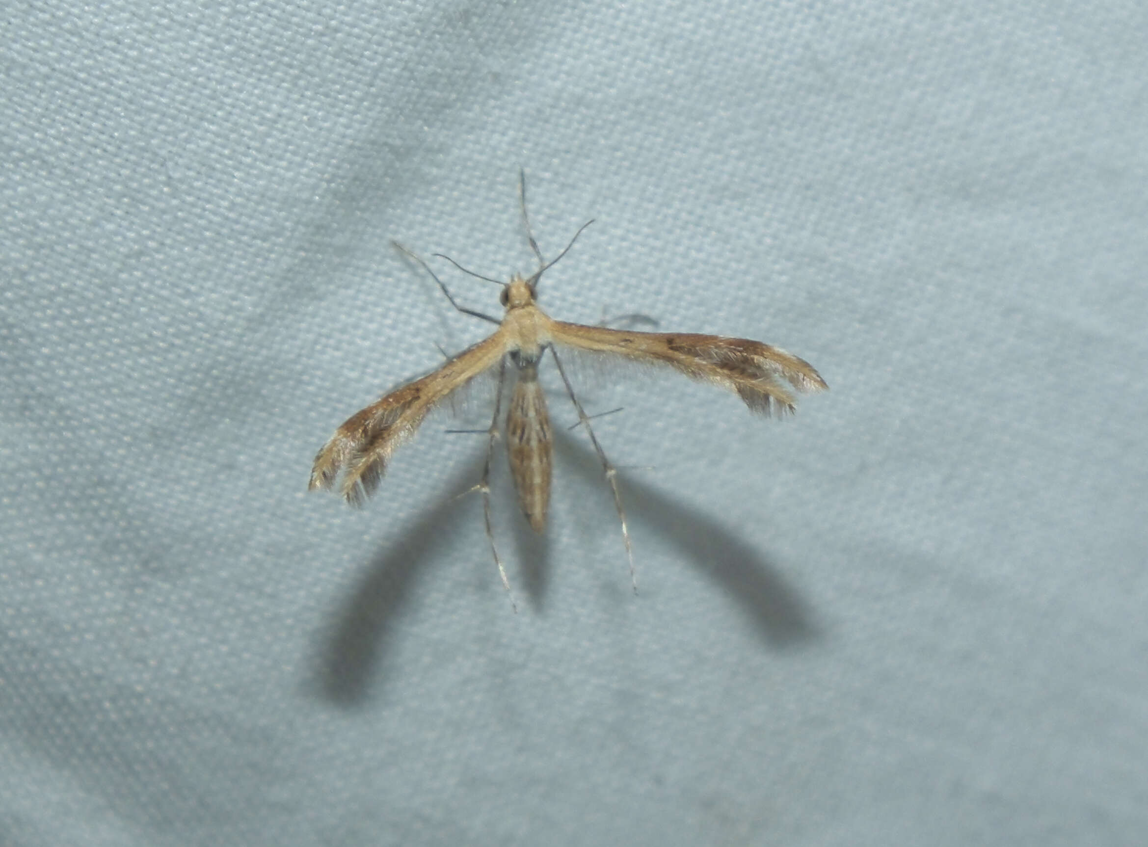 Image of Pterophoroidea