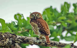 Image of Ferruginous Pygmy Owl