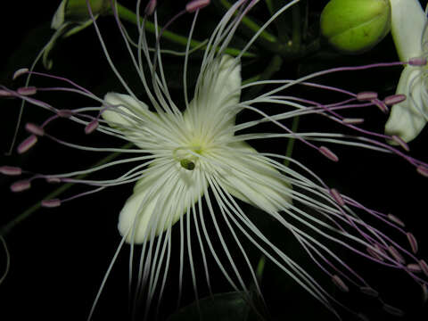 Image of Capparidastrum discolor (J. D. Sm.) Cornejo & Iltis