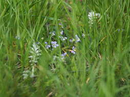 Image of Viola pumila Chaix