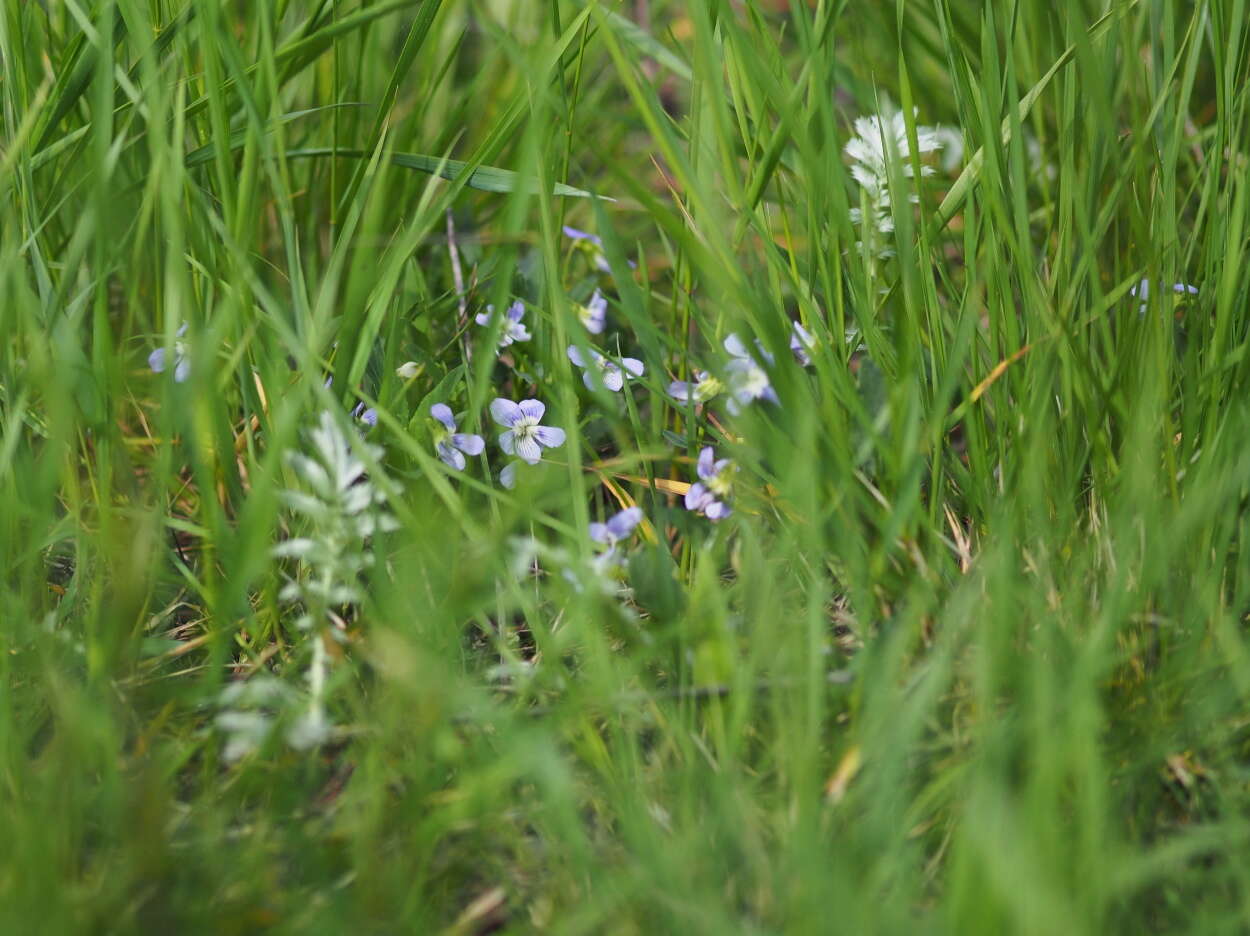 Image of Viola pumila Chaix