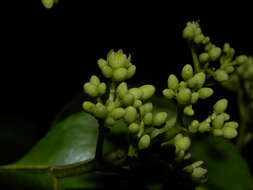 Sivun Humiriaceae kuva