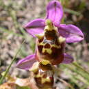 Image of Late spider-orchid