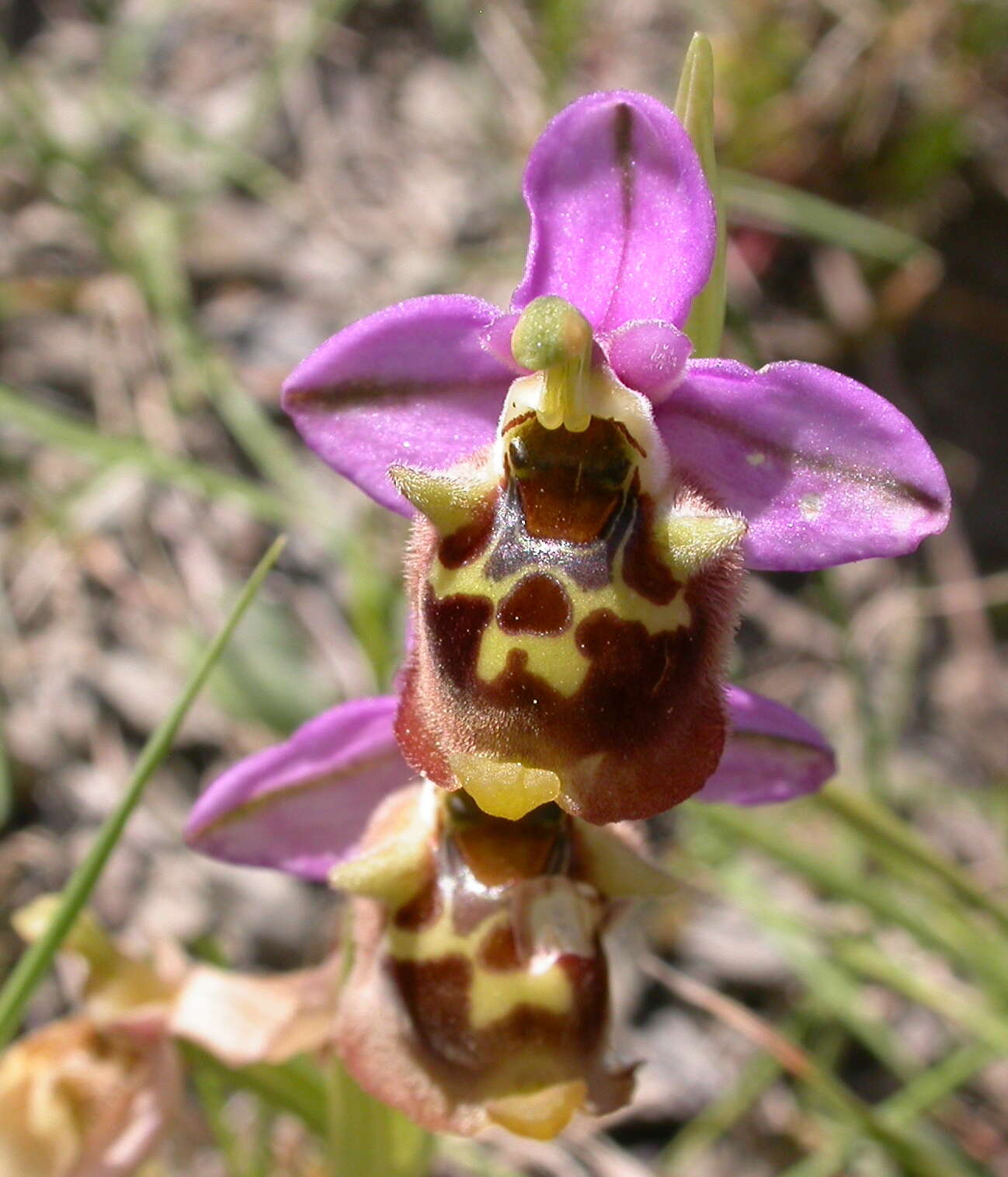 Image de Ophrys fuciflora subsp. fuciflora