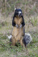 Image of Eastern Fox Squirrel