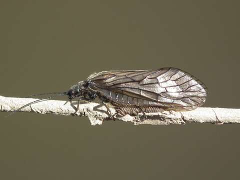 Image of Alderfly