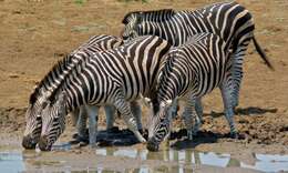 Image of Burchell's Zebra