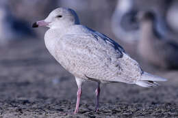 Image of Larus Linnaeus 1758