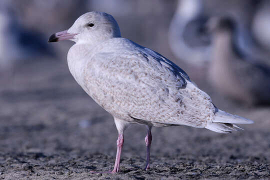 Image of Glaucous Gull