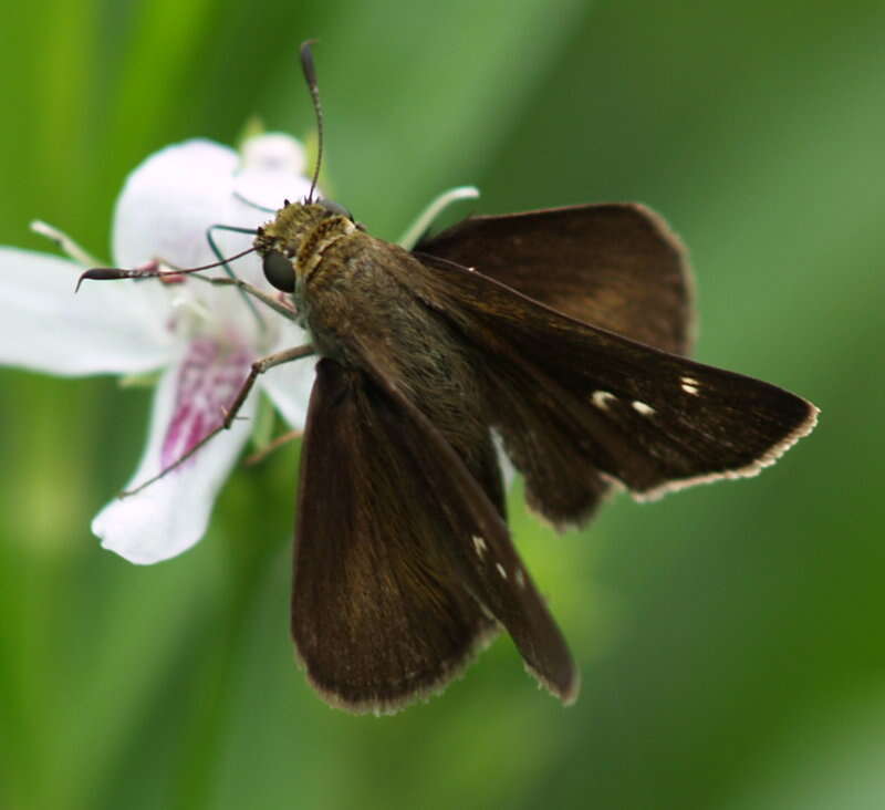 Image of Dun Sedge Skipper