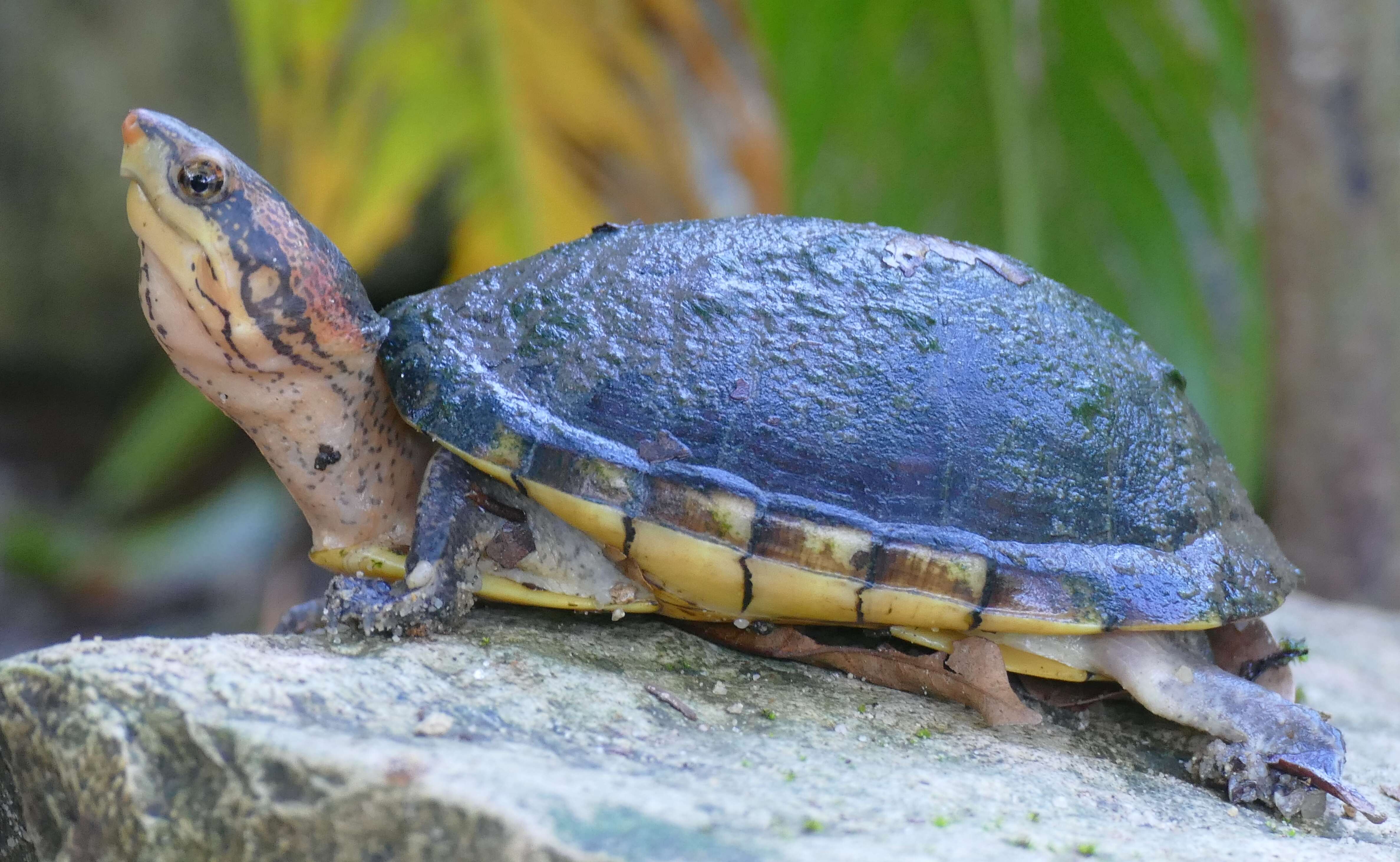 Image of mud turtles