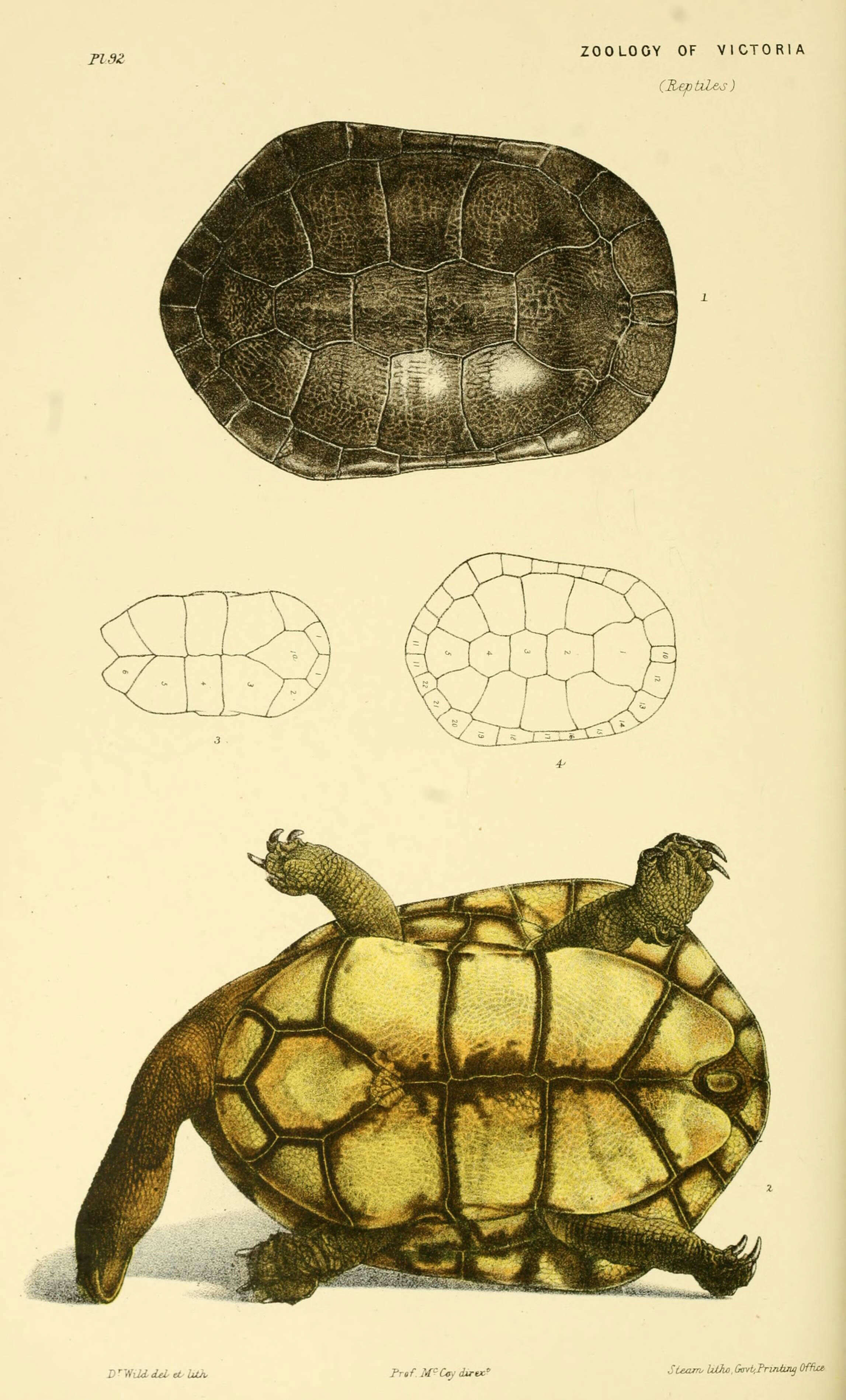 Image of Siebenrock’s Snake-necked Turtle; oblonga