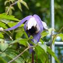 Image of Clematis macropetala Ledeb.