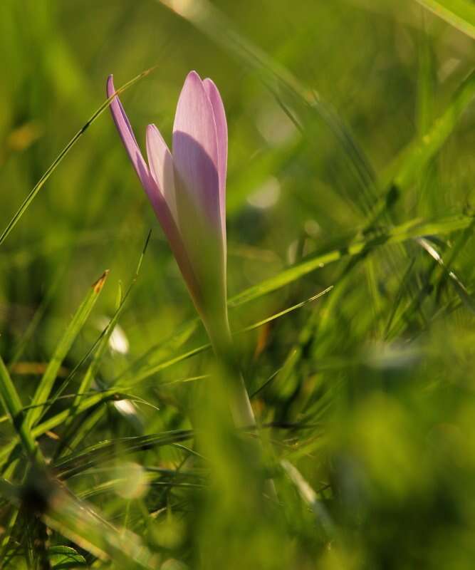 Image of Autumn crocus