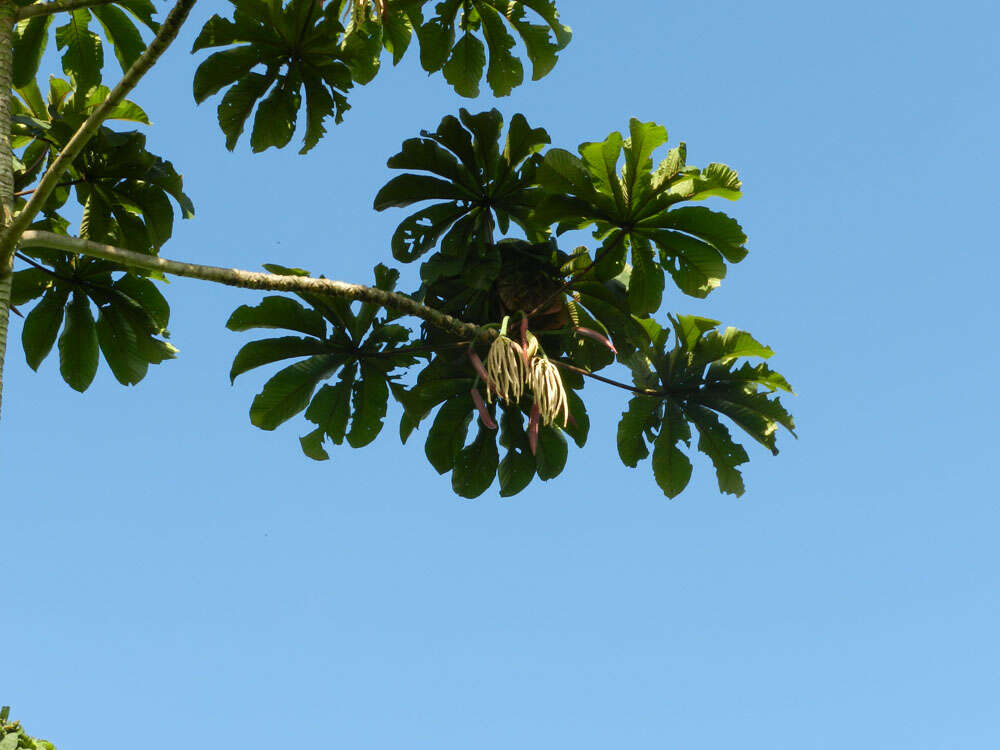 Cecropia obtusifolia Bertol.的圖片