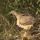 Crypturellus undulatus (Temminck 1815) resmi