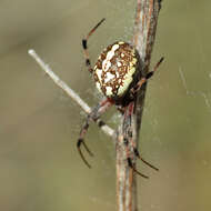 Image of Spotted Orbweavers