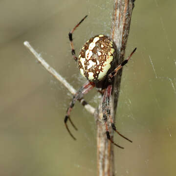 Image of Western Spotted Orbweaver