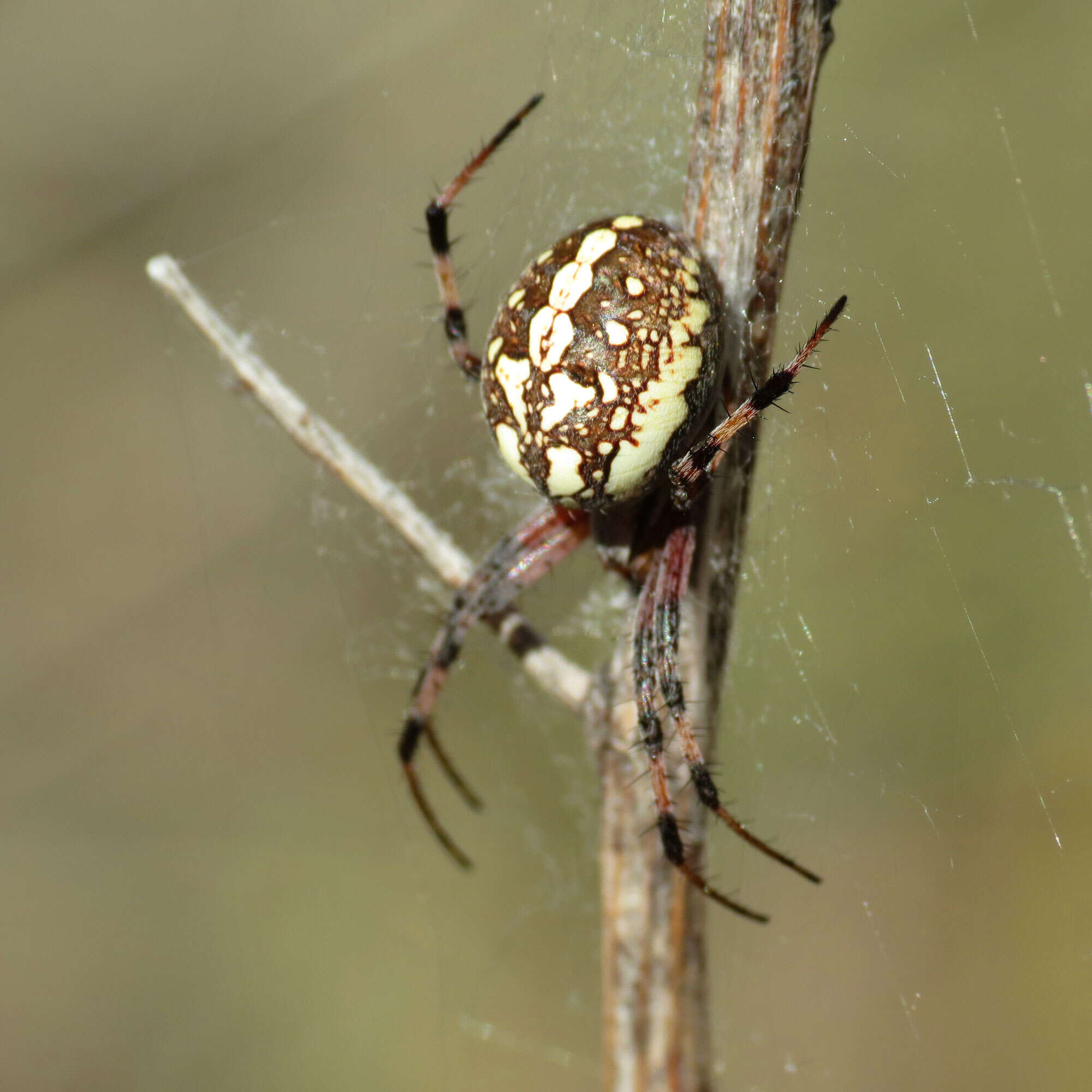 Image of Spotted Orbweavers