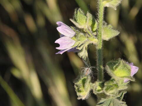 Imagem de Malva nicaeensis All.