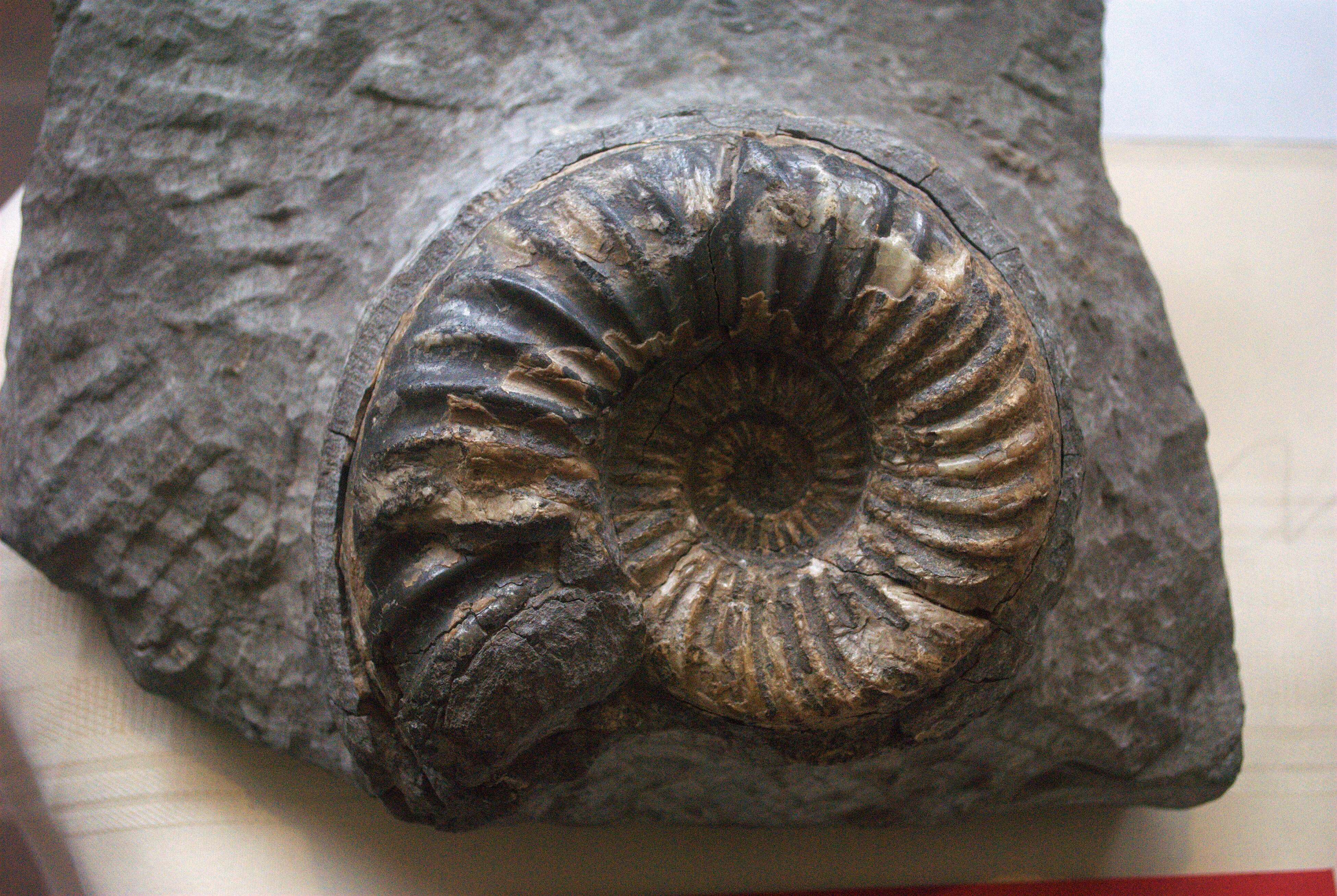 Image of Ammonites