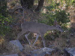 Image of White-tailed deer