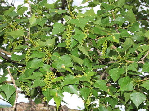 Image of Black Poplar