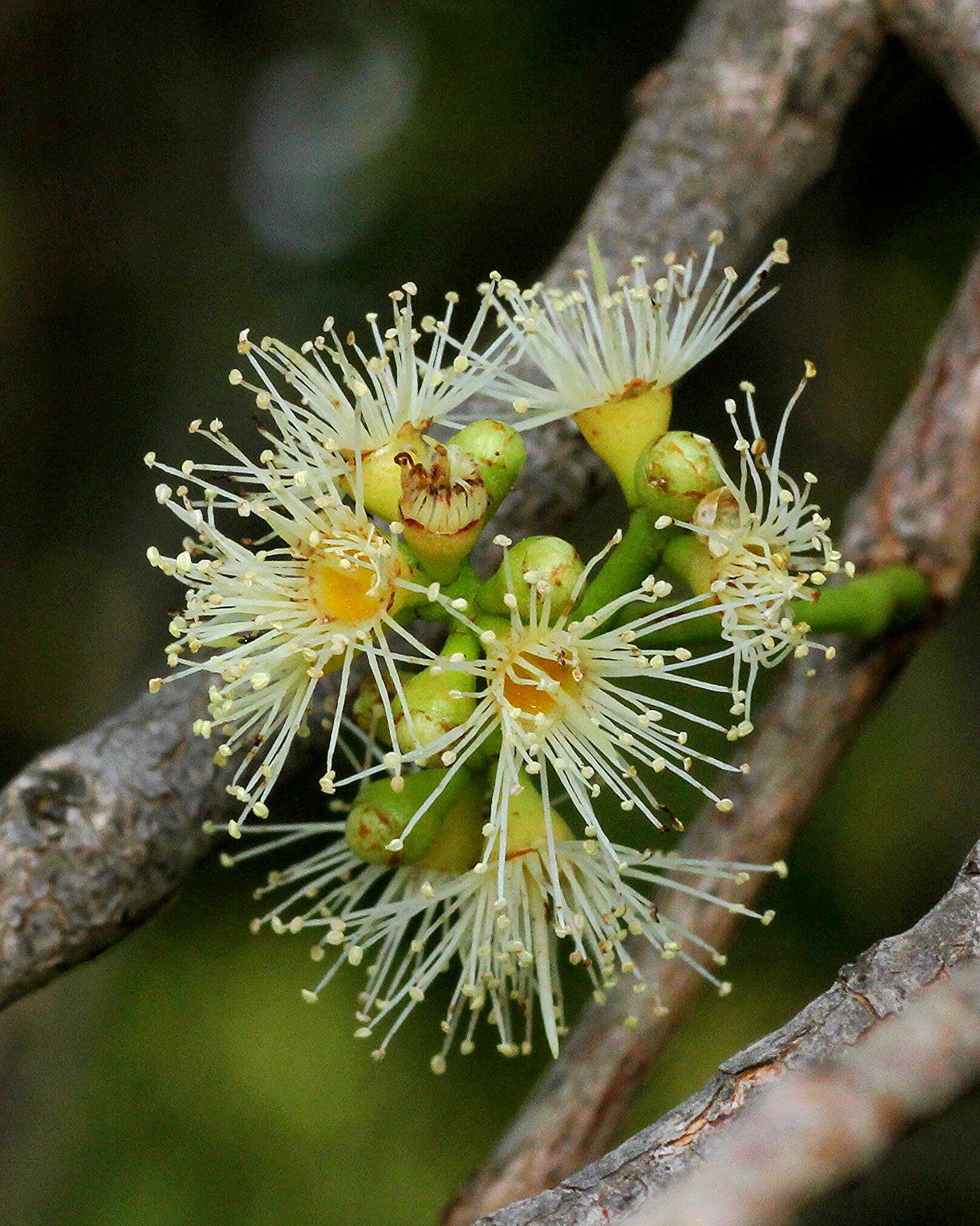 Image of Bush Cherries