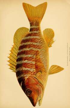 Image of Dogtooth Snapper