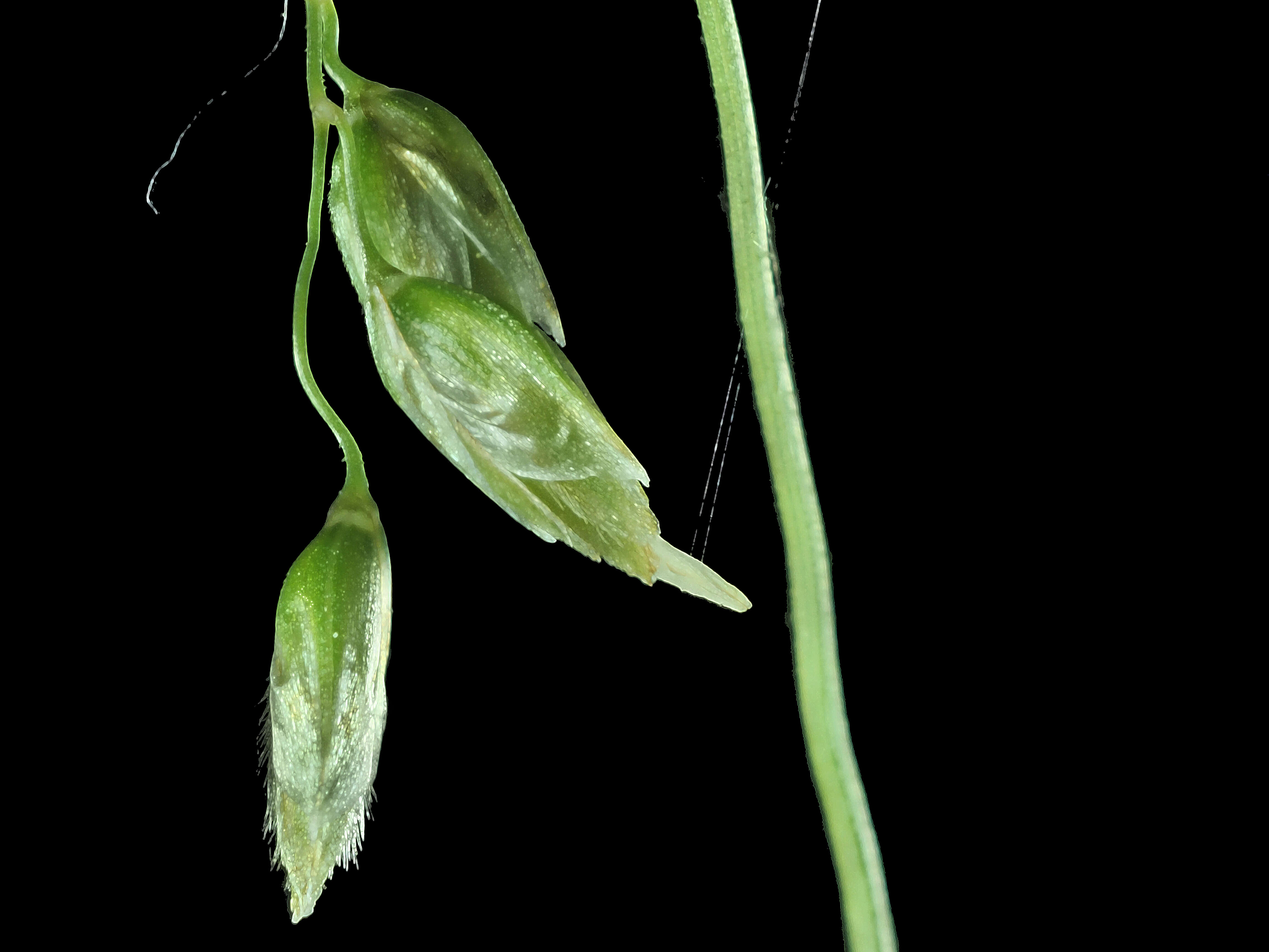 Plancia ëd Anthoxanthum occidentale (Buckley) Veldkamp