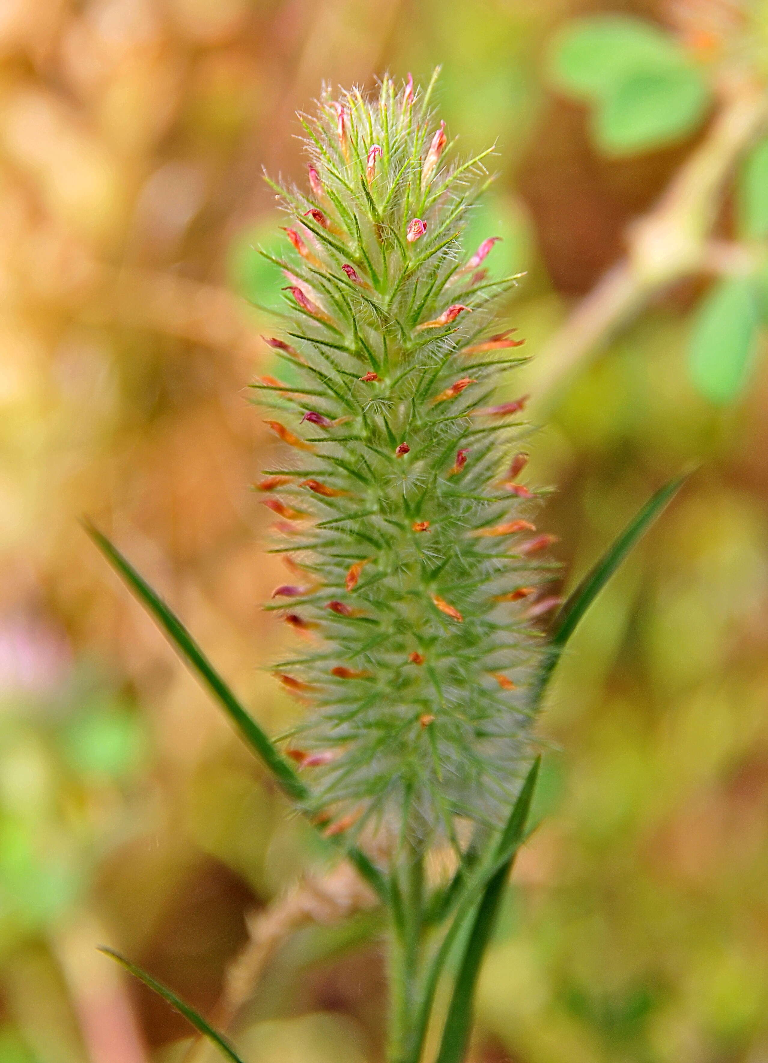 Image of Narrow Clover