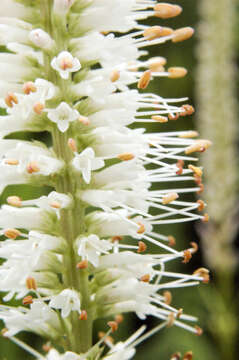 Image de Veronicastrum virginicum (L.) Farw.