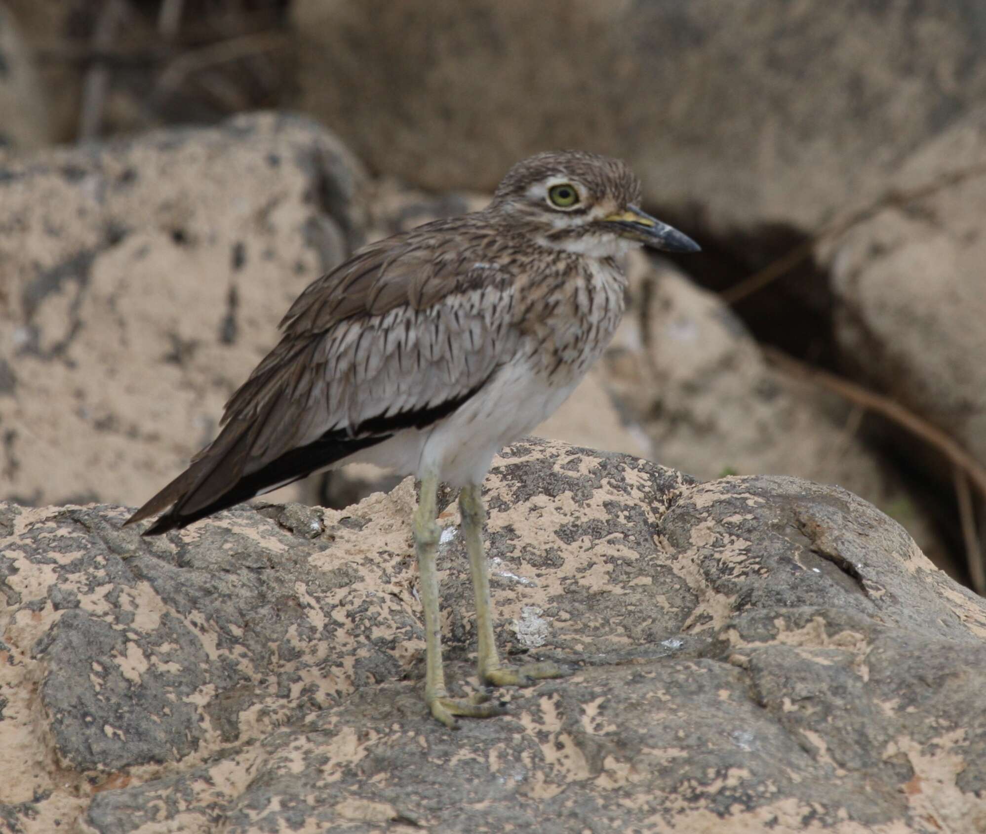 Image of stone-curlews