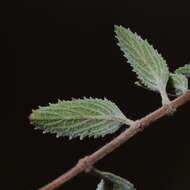 صورة Cyanocephalus rugosus (Benth.) Harley & J. F. B. Pastore