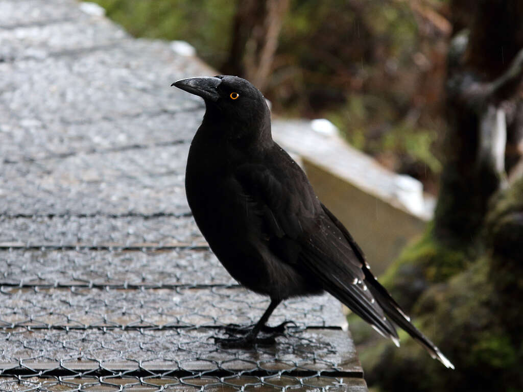 Image of Black Currawong