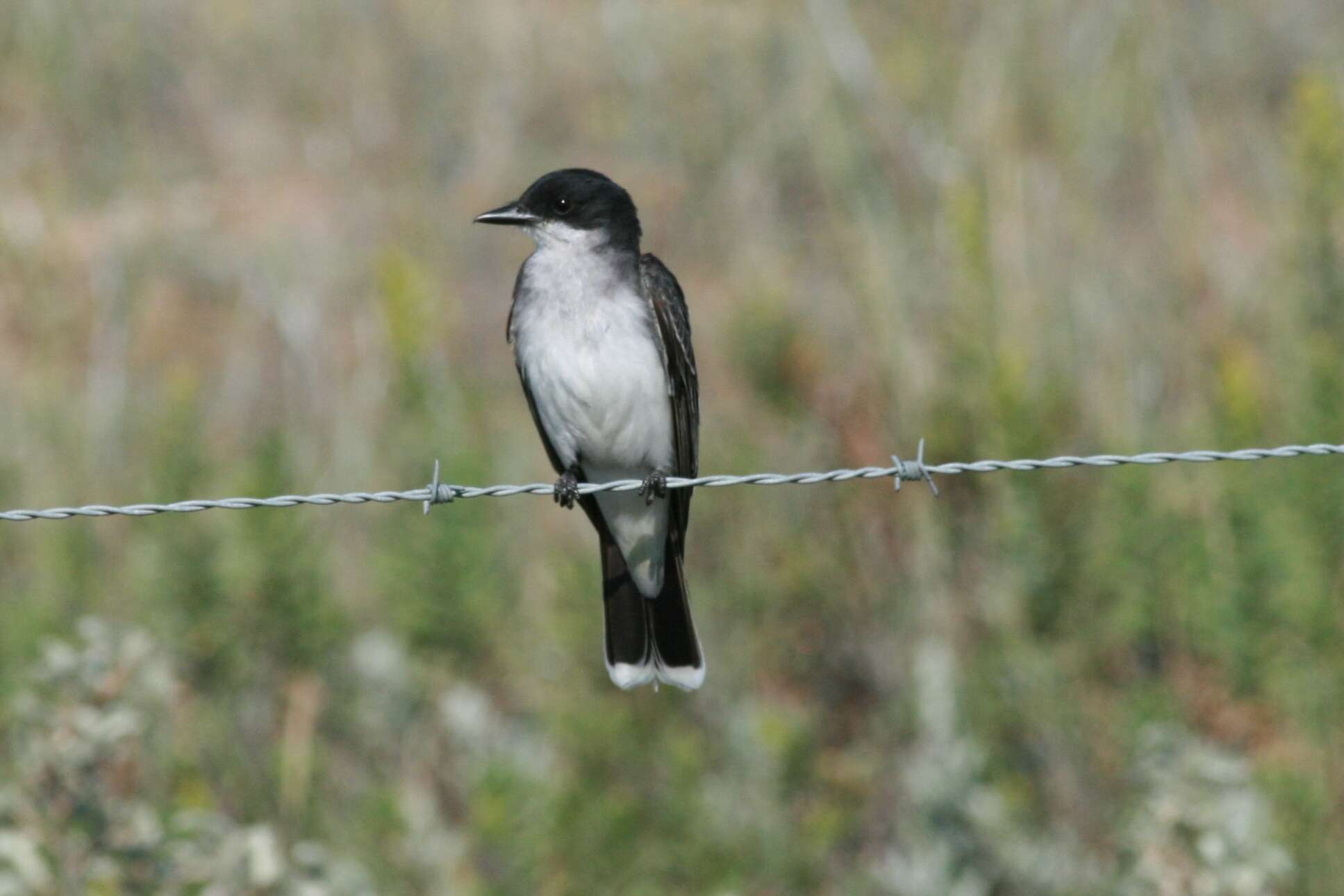 Image of Eastern Kingbird