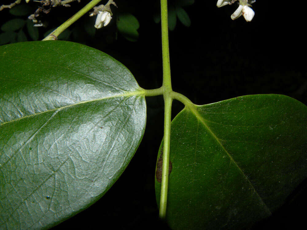 صورة Machaerium arboreum (Jacq.) Vogel