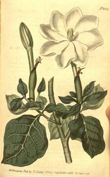 Image of Thunberg's gardenia