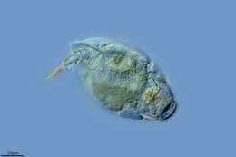 Image of Lepadellidae
