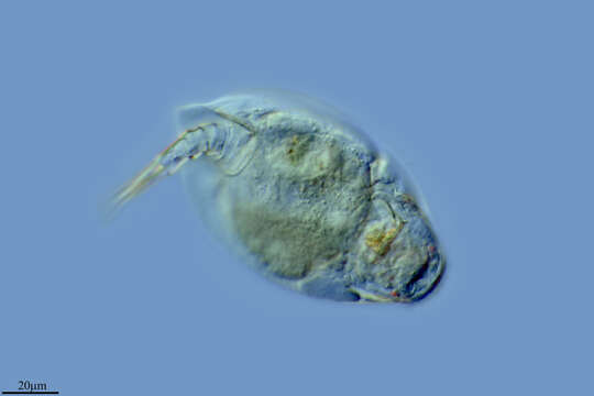 Image of Lepadellidae