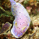 Image of Chromodoris thompsoni Rudman 1983