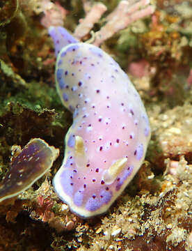 Слика од Chromodoris thompsoni Rudman 1983