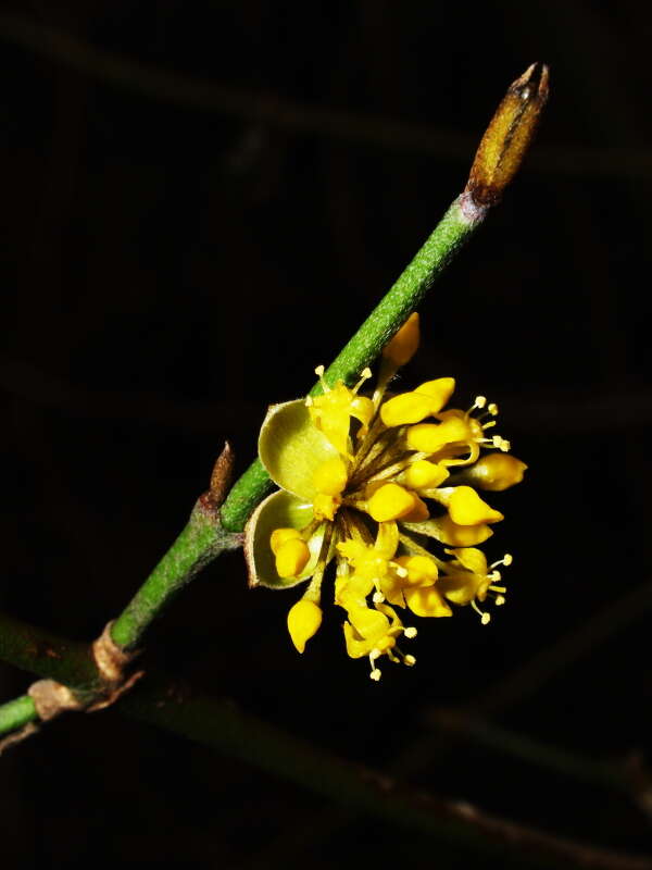 Image of Cornelian cherry dogwood