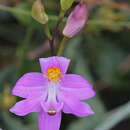 Image de Calopogon barbatus (Walter) Ames