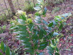 Image de Myrcia sylvatica (G. Meyer) DC.