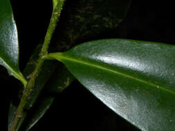 Image of pleodendron