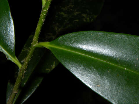 Image of Pleodendron costaricense N. Zamora, Hammel & Aguilar