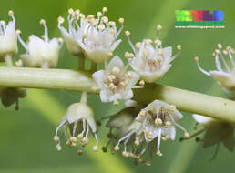 Image of tropical almond