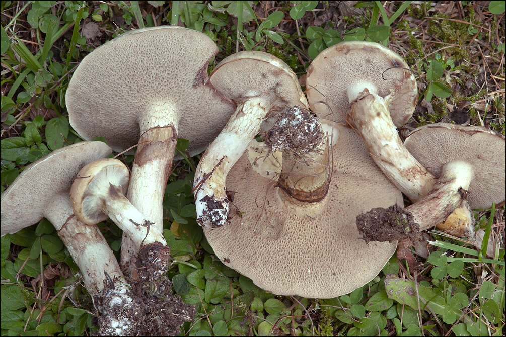 Image of Suillus viscidus (L.) Roussel 1796